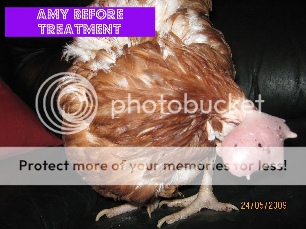Very Swollen comb BackYard Chickens Learn How to Raise Chickens